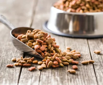 Nutrición Inteligente – Alimenta Bien a Tu Mejor Amigo