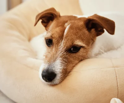 Pets Care - Intermediate Guide
