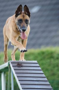 Brown dog enthusiastically performing agility training on a ramp outdoors in summer.